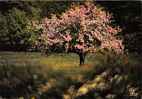 BR13402 Images du printemps arbres tree france