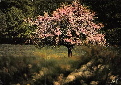 BR13407 Images du printemps arbres tree france