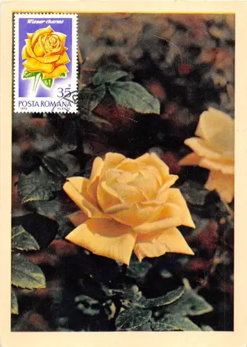 B22913 Fleurs Blumen Rosen Maximal