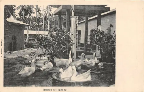 Lot 87 Blick von Sabang Indonesien Gans