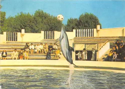 B22434 Delfine Dauphins Constanta Rumänien