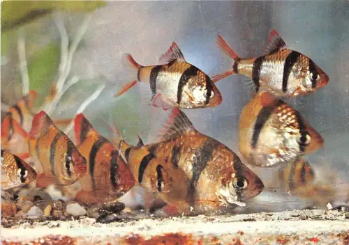 B22263 Fisch Peche Rumänien Constanta Puntius Tetrazona