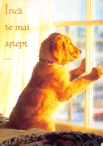 B0206 Rumänien Chien Hund Front/Back Scan