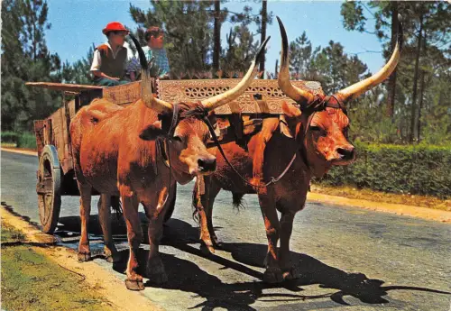 BR8446 Minho chariot de boeufs portugal