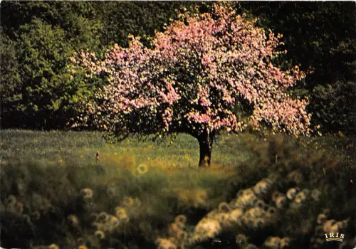 BR13423 - 28 Images du printemps arbres tree france