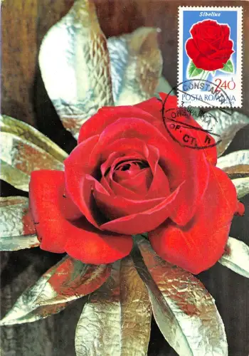 B22937 Fleurs Blumen Rosen Maximum Karte