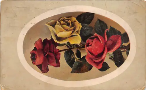 B30198 Rosen Blüte
