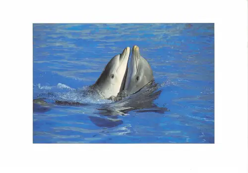 Lot155 kanada delfin tier frankreich