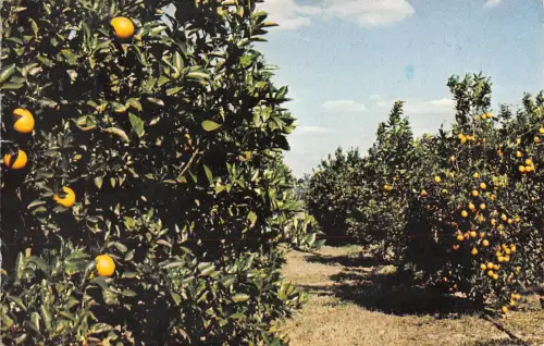 B100992 orange grove miami usa 14x9cm