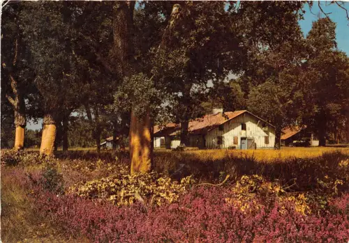 B50615 Maison Landaise Visage des Landes france