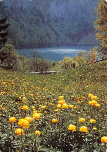 BR15725 Blumen Fleur Seelisberg Schweiz