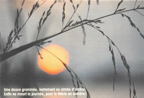 BR2863 Une douce graminee lentement se nimbe d ombre laube Baum