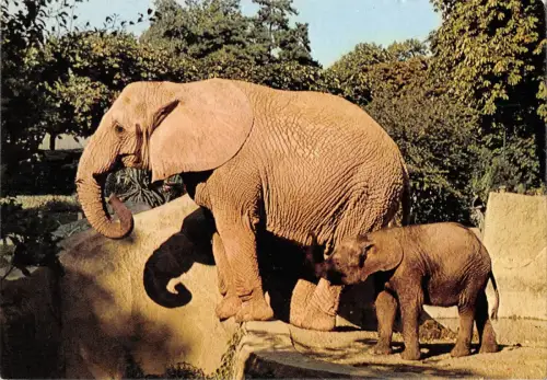 BR72002 Paris Elefant Afrika Frankreich Tier Animaux