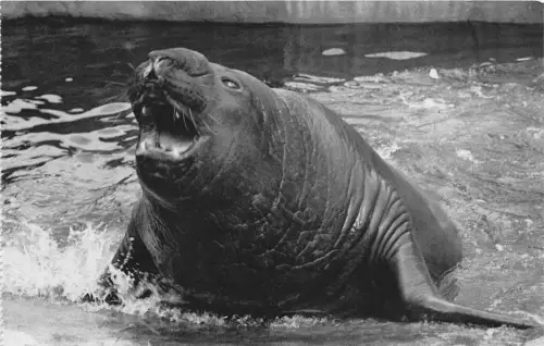 BF39347 Elefant de mer Meerelefant Frankreich Paris Tier Animaux