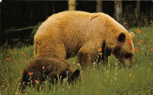 BF39397 canada black bear ours animal animaux