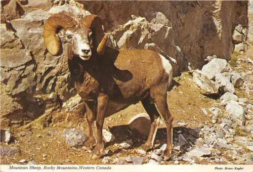 BF39201 Bergschaf Kanada Mouton Tier Animaux Felsenberge