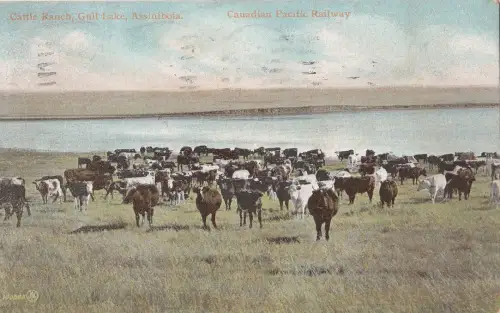 B77756 Rinderfarm Möwe See Assiniboia Kuh Vach Kanada Scan Vorder-/Rückbild