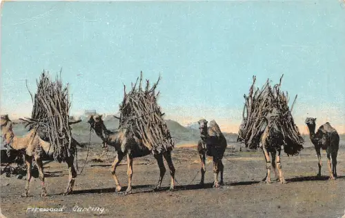 br104447 Brennholz Karren Afrika Ägypten Folklore Kostüm
