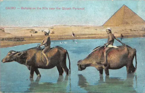 br104428 Büffel auf dem Nil Ghizeh Pyramiden Kairo Afrika Ägypten