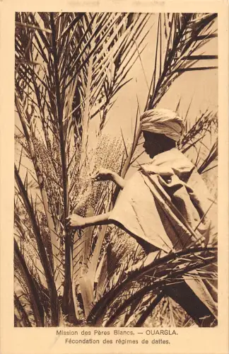 BR57104 Mission des peres blancs Ouargla fecondation des Africa 1 Algerien