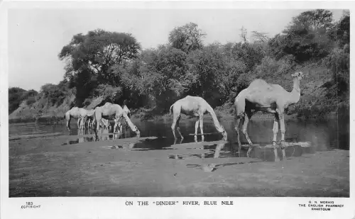 US5361 on the dinder river blue nile camel real photo sudan africa