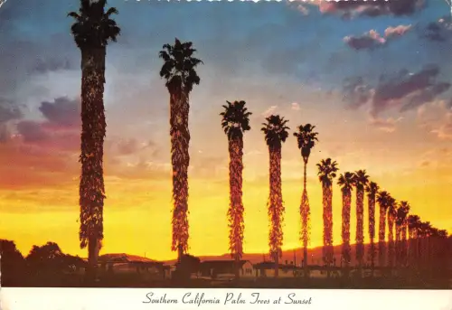 B75712 Fächerpalmen bei Sonnenuntergang USA