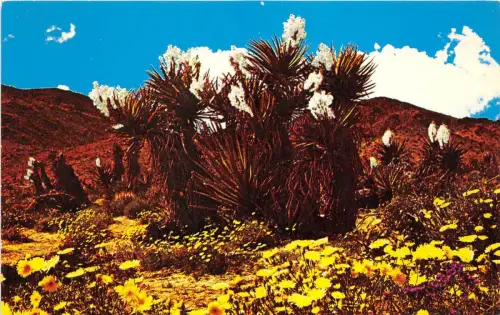 B75722 Springtime on the Desert Joshua Tree USA