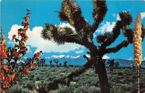 B75720 Joshua Trees of the Southwest USA