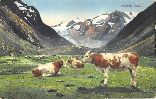 Lot137 alm ioyll stubai kuh österreich tirol