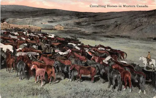 US5623 Corraling Horses in Western Canada