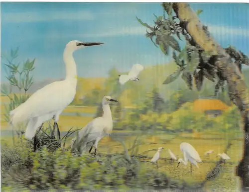Lot250 Egretta Vogel Tier Rumänien 3D Karte Stereoskopik