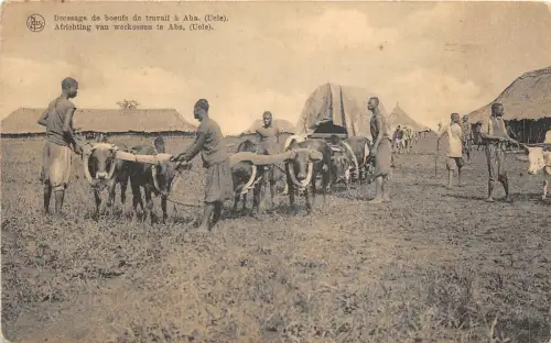 Lot163 Afrika Abauele Kongo Typen Folklore Arbeit Ochsen Training