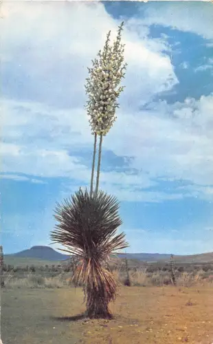 BF36188 Yucca Rubber Production Plant Mexico Front/Back Scan