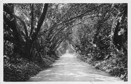 BR16462 alger Jardin d Essai allee des Ficus algeria africa