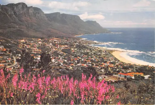 Lot251 Watsonias an den Hängen der Löwenkopflager Bay Südafrika
