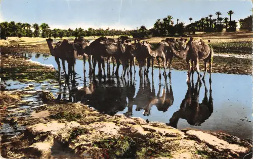 B107588 Afrika Les Chameaux a l'Abreuvoir Kamele Echtfoto UK