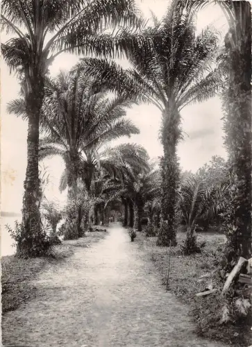 BR56958 gabun allee des Palmes Africa