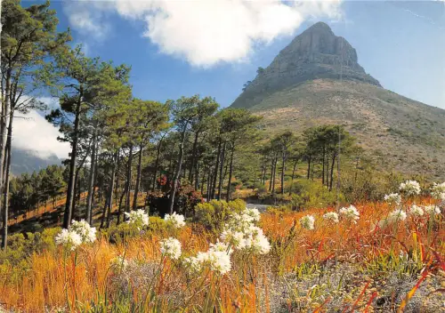 Lot 2 Südafrika Kapstadt Löwenkopf