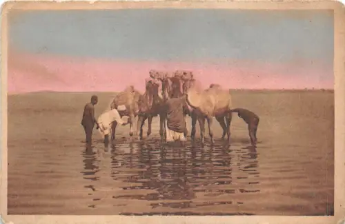 US5746 Reinigung der Dromedare im Nil Ägypten Afrika