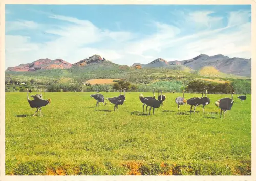 Lot252 Strauße Kap Provinz Oudtshoorn Südafrika