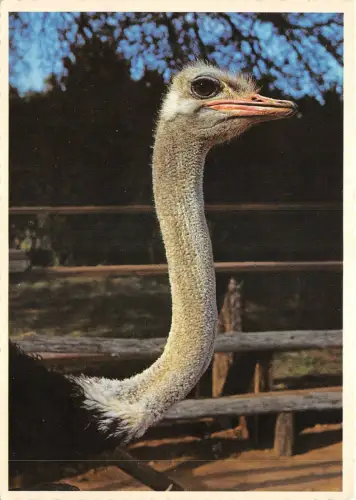 Lot252 Straußenkap Provinz Oudtshoorn Südafrika