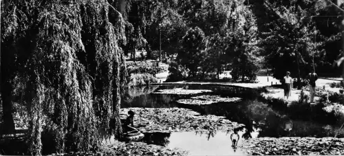 B30465 Budapester Margareteninsel Teil des Teiches Ungarn