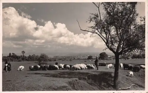 b90 Echtfoto Cioban Schäferhund mit Schafarten Rumänien Folklore Kostüme