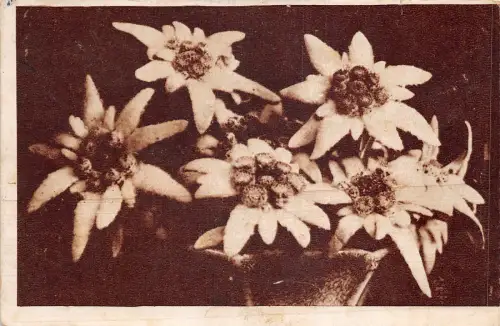 ro164 floarea reginei brasov romania