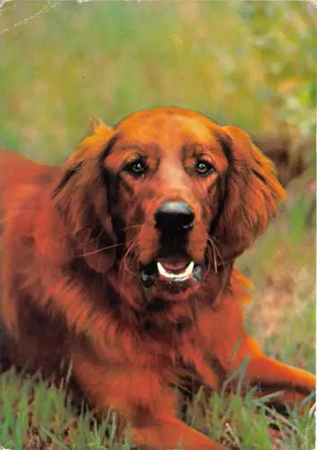 B36793 Tiere Animaux Chien Hund ungarn