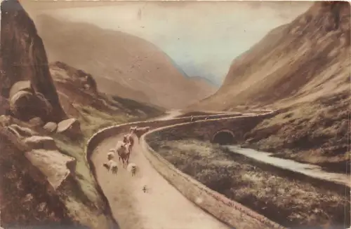 uk48456 pass of llanberis wales uk sheep