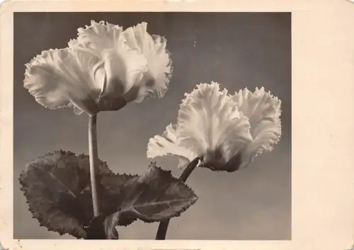 B54913 Blumen Fleurs