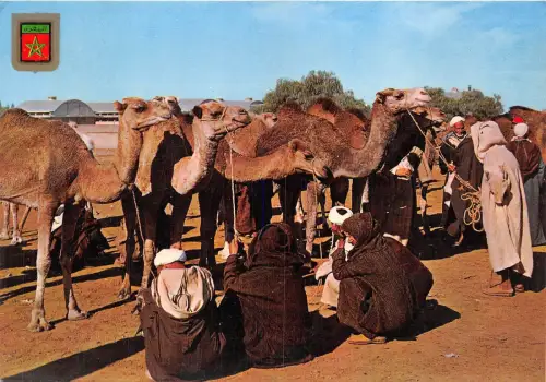 BR15547 Mercado de camellons camel chameaux marocco africa