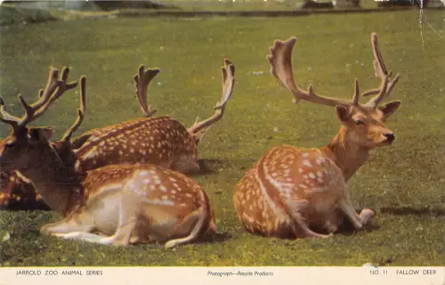 uk37091 jarrold zoo animal series uk lot 10 uk deer stag