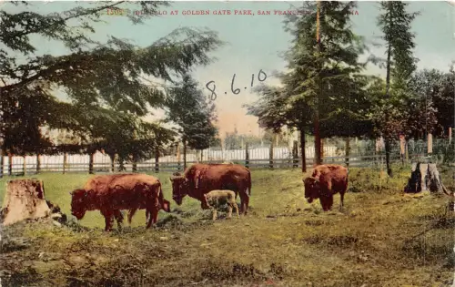 br105599 golden gate park san fransisco buffalo